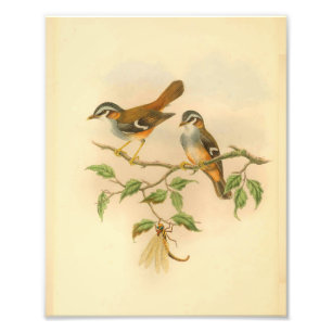 Ashy Fronted Flycatcher Orange Bird Vintag Print Fotodruck