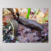 Ashy-Gray Slug Poster (Vorne)
