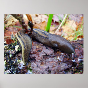 Ashy-Gray Slug Poster