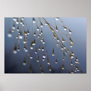 Asia, China   Huansan, Dewdrops Poster