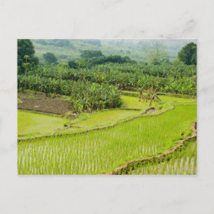 Asia, China, Yunnan Province, Honghe. Banana Postkarte