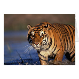 ASIA, Indien, Bengalisch Tiger Panthera tigris)