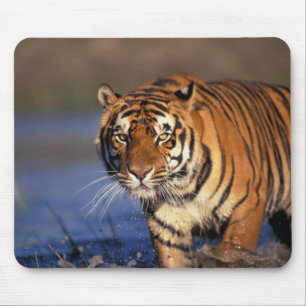 ASIA, Indien, Bengalisch Tiger Panthera tigris) Mousepad