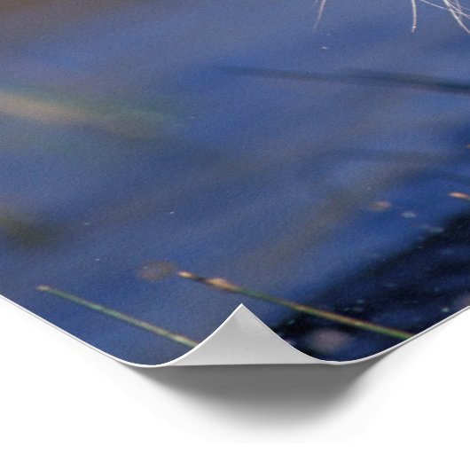 ASIA, Indien, Bengalisch Tiger Panthera tigris) Poster (Ecke)