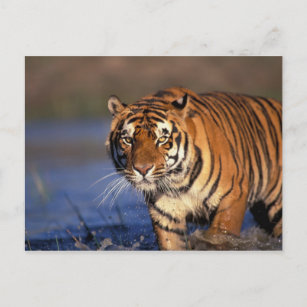 ASIA, Indien, Bengalisch Tiger Panthera tigris) Postkarte