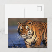 ASIA, Indien, Bengalisch Tiger Panthera tigris) Postkarte (Vorne/Hinten)