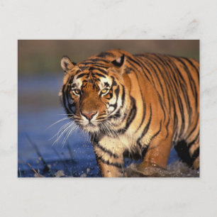 ASIA, Indien, Bengalisch Tiger Panthera tigris) Postkarte