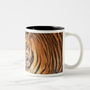 ASIA, Indien, Bengalisch Tiger Panthera tigris) Zweifarbige Tasse