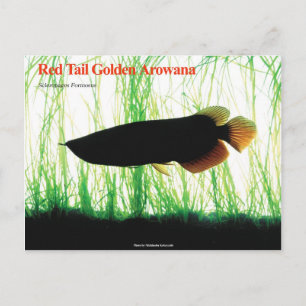 Asian Arowana Postkarte