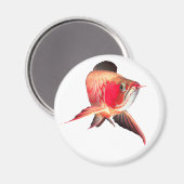 Asian Arowana “Super Red Type” Magnet (Vorderseite/Rückseite)