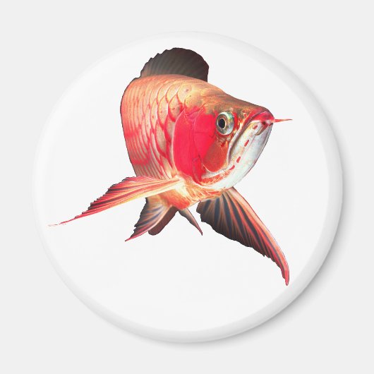 Asian Arowana “Super Red Type” Magnet (Vorne)