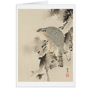 Asian Goshawk - 1890