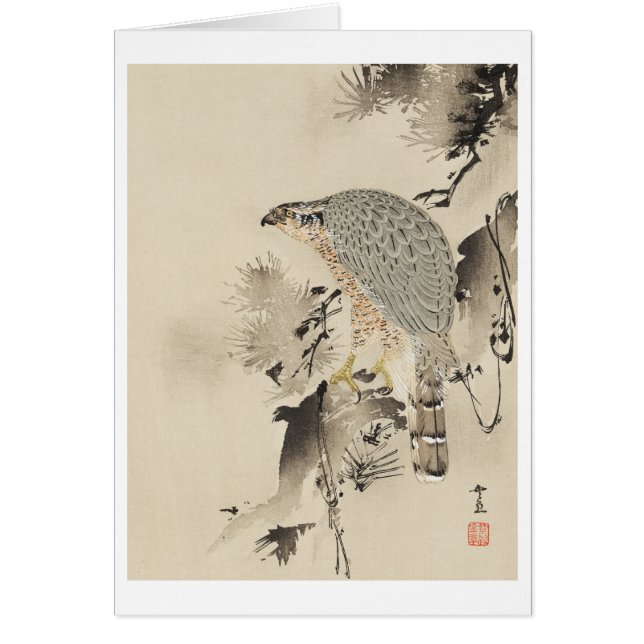 Asian Goshawk - 1890 (Vorne)