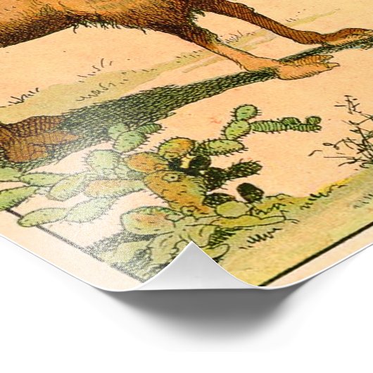 Asian Two Hump Camel Fotodruck (Ecke)