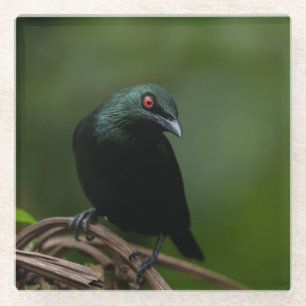 Asiatisch glänzend mit atemberaubendem rotem Auge Glasuntersetzer