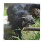 Asiatische Bearcat-Fliese Fliese (Vorderseite)