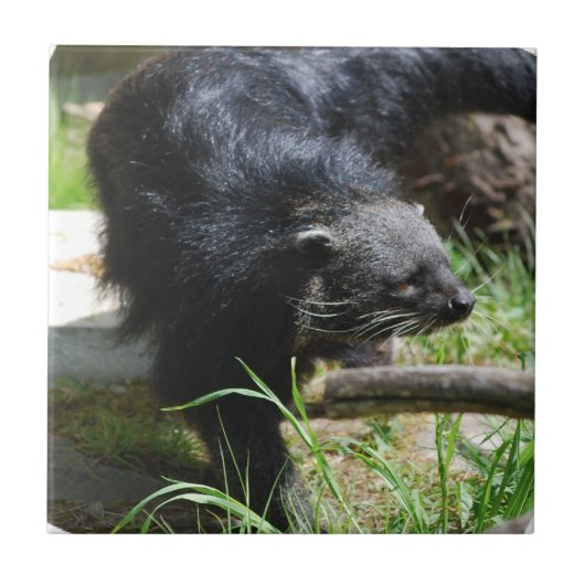 Asiatische Bearcat-Fliese Fliese (Vorderseite)