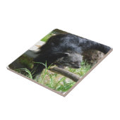 Asiatische Bearcat-Fliese Fliese (Seite)