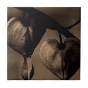 Asiatische Blutungen-Herz-Lamprocapnos Kunstfotogr Fliese