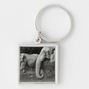 Asiatische Elefant-Schlüsselanhänger Schlüsselanhänger