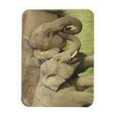 Asiatische Elefanten Magnet (Vertikal)