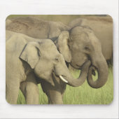 Asiatische Elefanten Mousepad (Vorne)