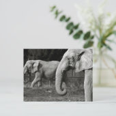 Asiatische Elefanten Postkarte (Stehend Vorderseite)