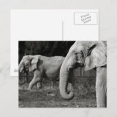 Asiatische Elefanten Postkarte (Vorne/Hinten)