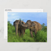 Asiatische Elefanten Postkarte (Vorne/Hinten)