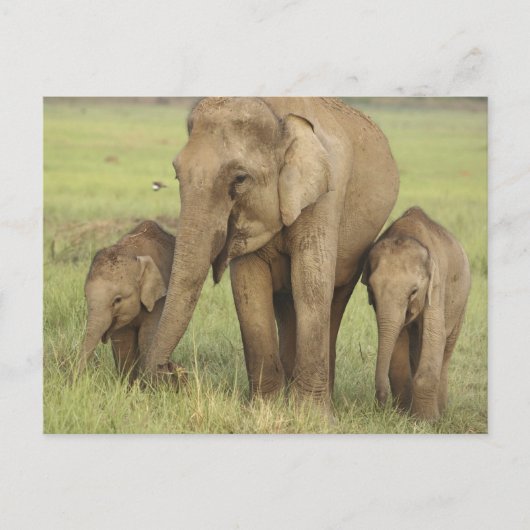 Asiatische Elefanten und junge Menschen Postkarte (Vorderseite)