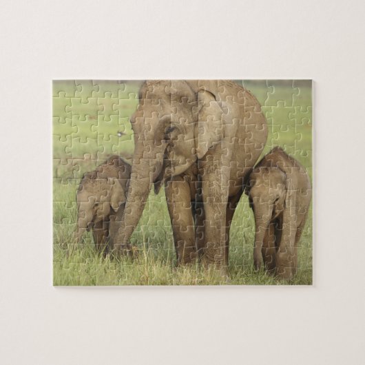Asiatische Elefanten und junge Menschen Puzzle (Horizontal)