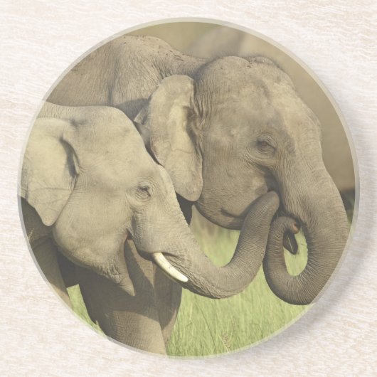 Asiatische Elefanten Untersetzer (Vorne)