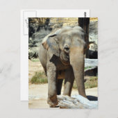 Asiatische Elefantenfotografie Postkarte (Vorne/Hinten)