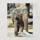 Asiatische Elefantenfotografie Postkarte (Vorderseite)
