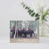 Asiatische Elefantenpostkarte Postkarte (Stehend Vorderseite)