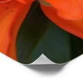 Asiatische Lilie Poster (Ecke)