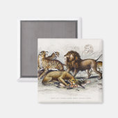 Asiatische Löwe, Löwe, Bengalischer Tiger, Leopard Magnet (Vorderseite/Rückseite)