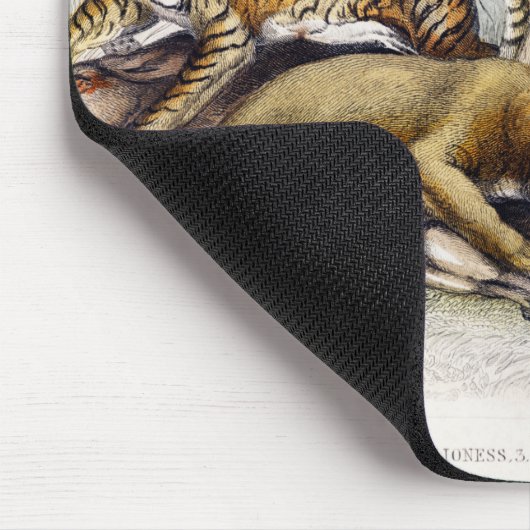 Asiatische Löwe, Löwe, Bengalischer Tiger, Leopard Mousepad (Ecke)