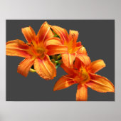 ASIATISCHE ORANGE LILY POSTER (Vorne)