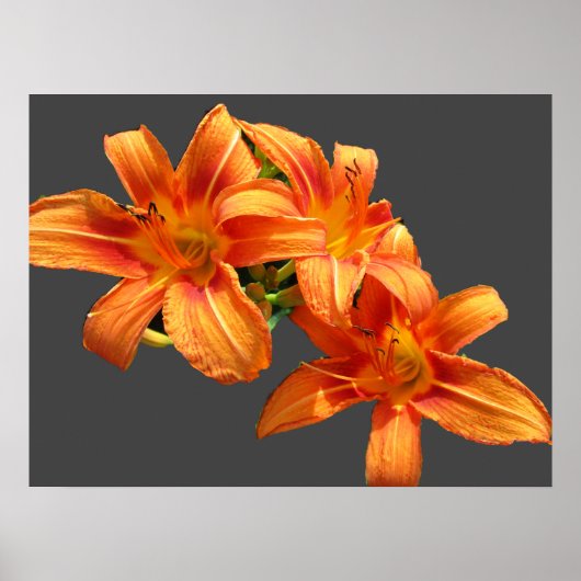 ASIATISCHE ORANGE LILY POSTER (Vorne)
