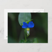Asiatische Sommerblume Blaue Wildblume Postkarte (Vorne/Hinten)