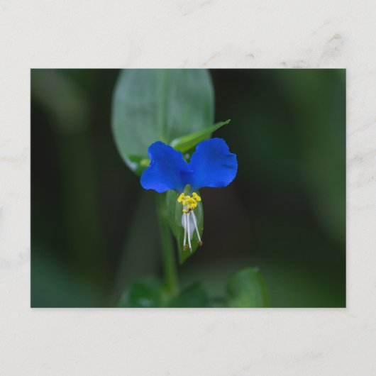 Asiatische Sommerblume Blaue Wildblume Postkarte (Vorderseite)