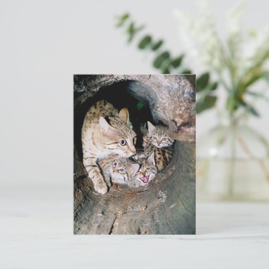 Asiatische Wildkatze Postkarte (Stehend Vorderseite)