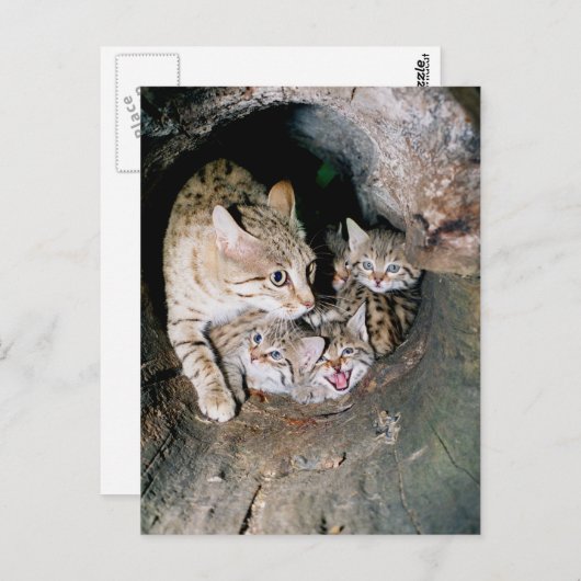 Asiatische Wildkatze Postkarte (Vorne/Hinten)