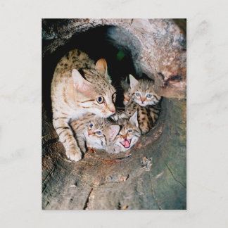 Asiatische Wildkatze Postkarte