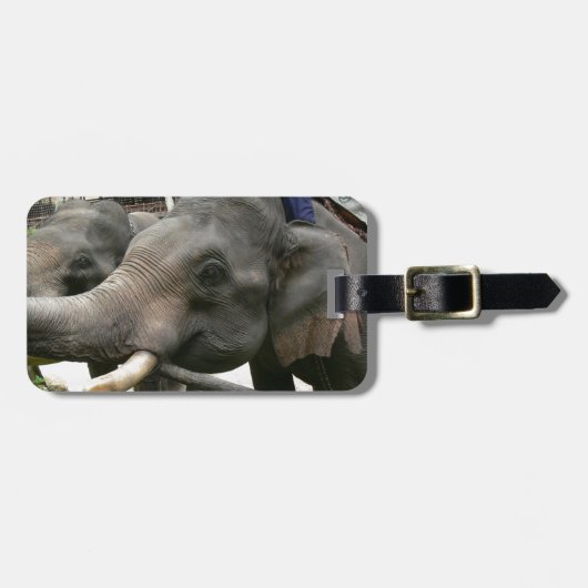 Asiatischen Elefanten Bananen in Thailand füttern! Gepäckanhänger (Vorderseite horizontal)