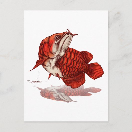 Asiatischer Amöan Postkarte (Vorderseite)
