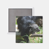 Asiatischer Barkatze Magnet (Vorderseite/Rückseite)