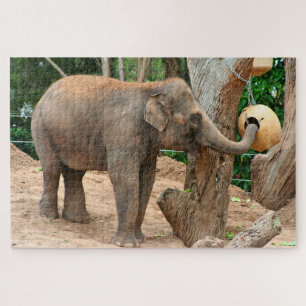 Asiatischer Elefant, der Leckereien im Zoo findet Puzzle