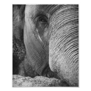 Asiatischer Elefant-Gesichts-Foto Fotodruck